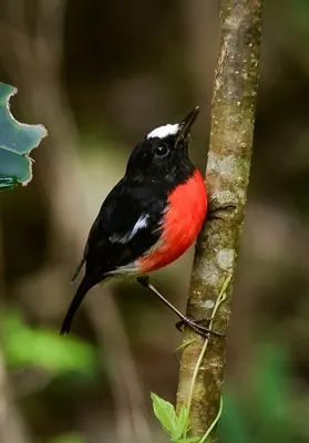 Scarlet Robin