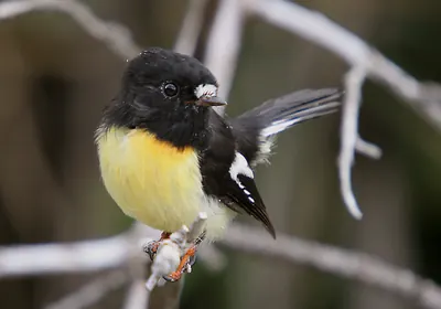New Zealand Tomtit