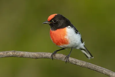 Red-capped Robin