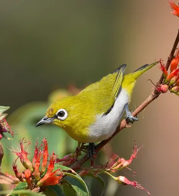 Indian White-eye