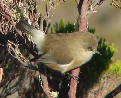 Maskarenenbrillenvogel