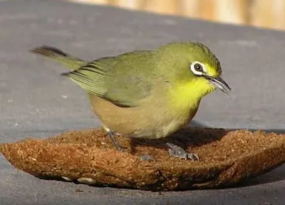 Orange River White-eye