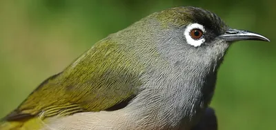 Réunion-Olivbrillenvogel