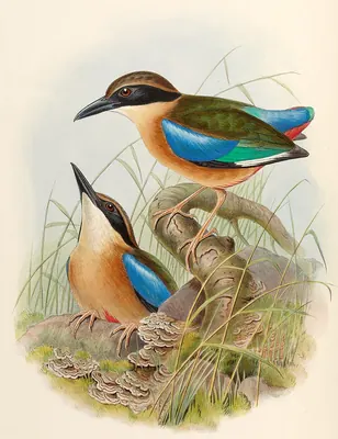 Mangrove Pitta