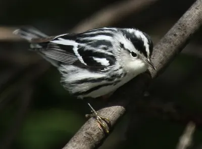 Black-and-white Warbler