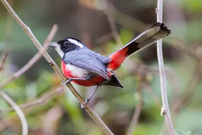 Polícia-do-mato-de-peito-vermelho