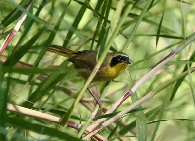 Belding's Yellowthroat