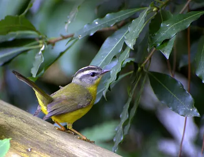 Golden-crowned Warbler
