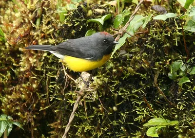 Slate-throated Redstart