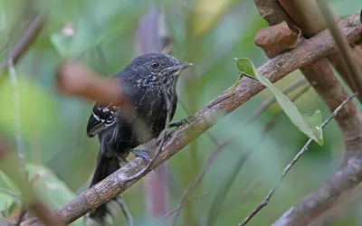 Jet Antbird