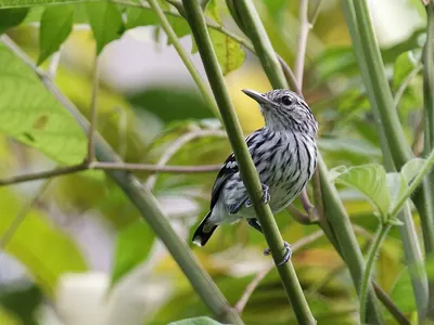 Pacific Antwren
