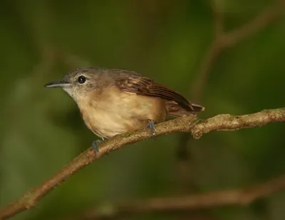 White-flanked Antwren