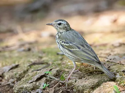 Olive-backed Pipit