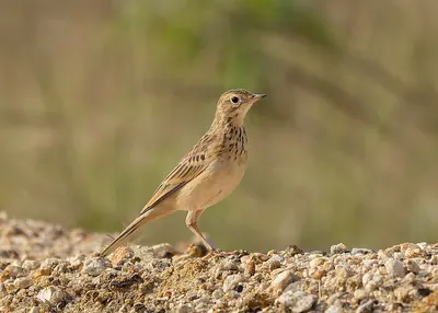Blyth’s Pipit