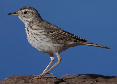 Anthus berthelotii