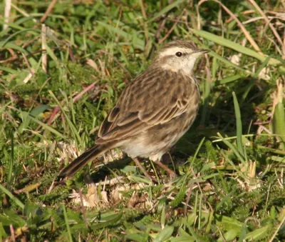 Australasian Pipit