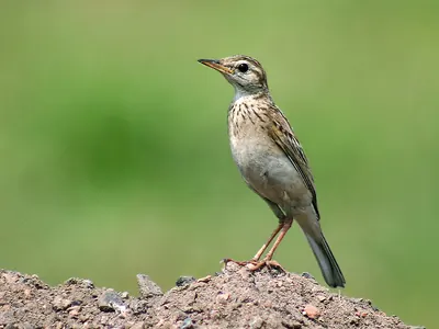 Paddyfield Pipit