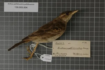 Long-legged Pipit