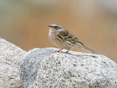 Rosy Pipit