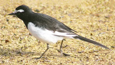 Japanese Wagtail