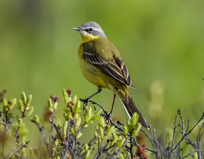 Eastern Yellow Wagtail