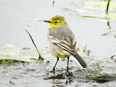 Citrine Wagtail