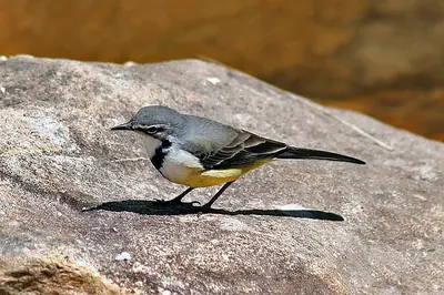 Bergeronnette malgache