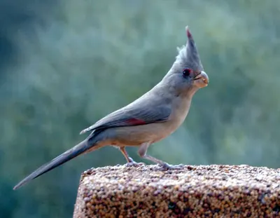 Cardinal pyrrhuloxia