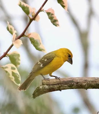 Picogrueso amarillo