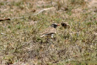 Madagascar Lark