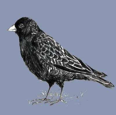 Calandra nera