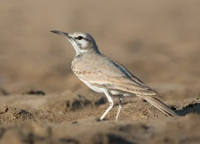 Hoopoe Lark