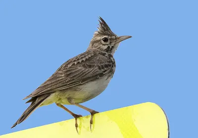 Crested lark