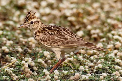Tawny Lark