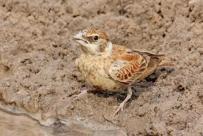 Chestnut-backed Sparrow-Lark
