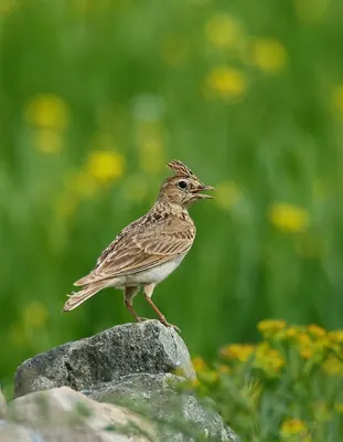 Oriental Skylark