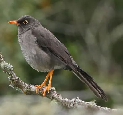 Great Thrush