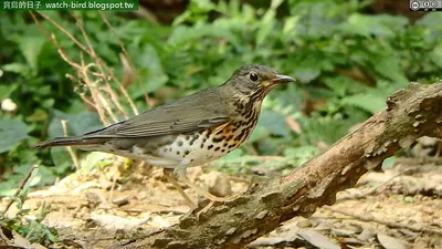 Janpanese Thrush
