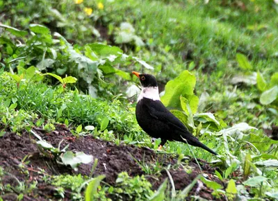 White-collared Blackbird