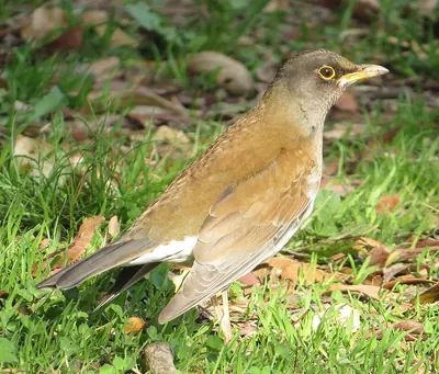 Pale Thrush