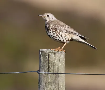 Mistle Thrush