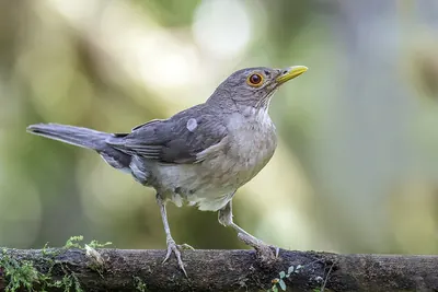 Zorzal Ecuatoriano