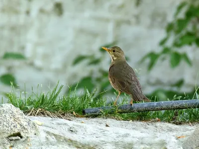 Tickell's Thrush