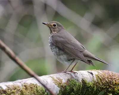 Swainson's Thrush