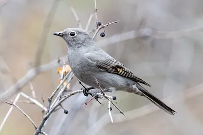 Townsend's Solitaire