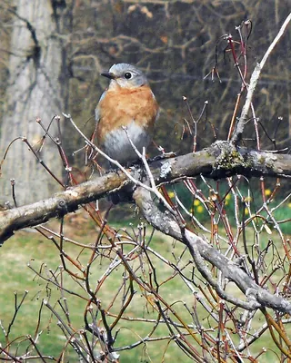Eastern Bluebird