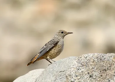 Common Rock Thrush