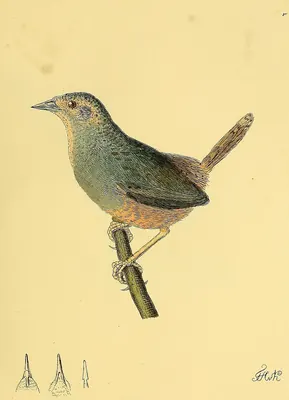 Ochre-flanked Tapaculo