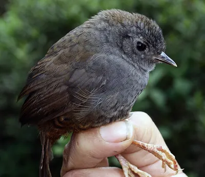 Rufous-rumped Tapaculo