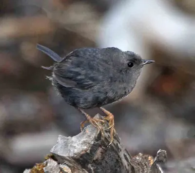 Magellanic Tapaculo